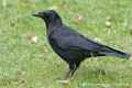 Черная ворона фото (Corvus corone) - изображение №2080 onbird.ru.<br>Источник: www.1000birds.com